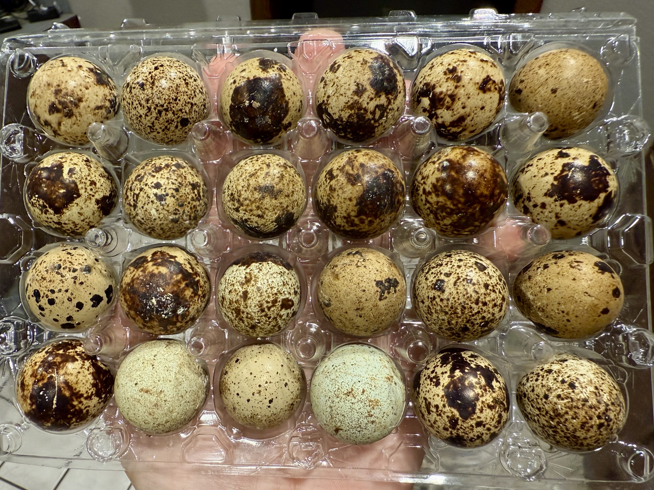 Quail Eggs
